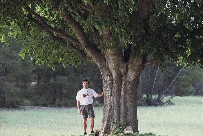 Celtis australis